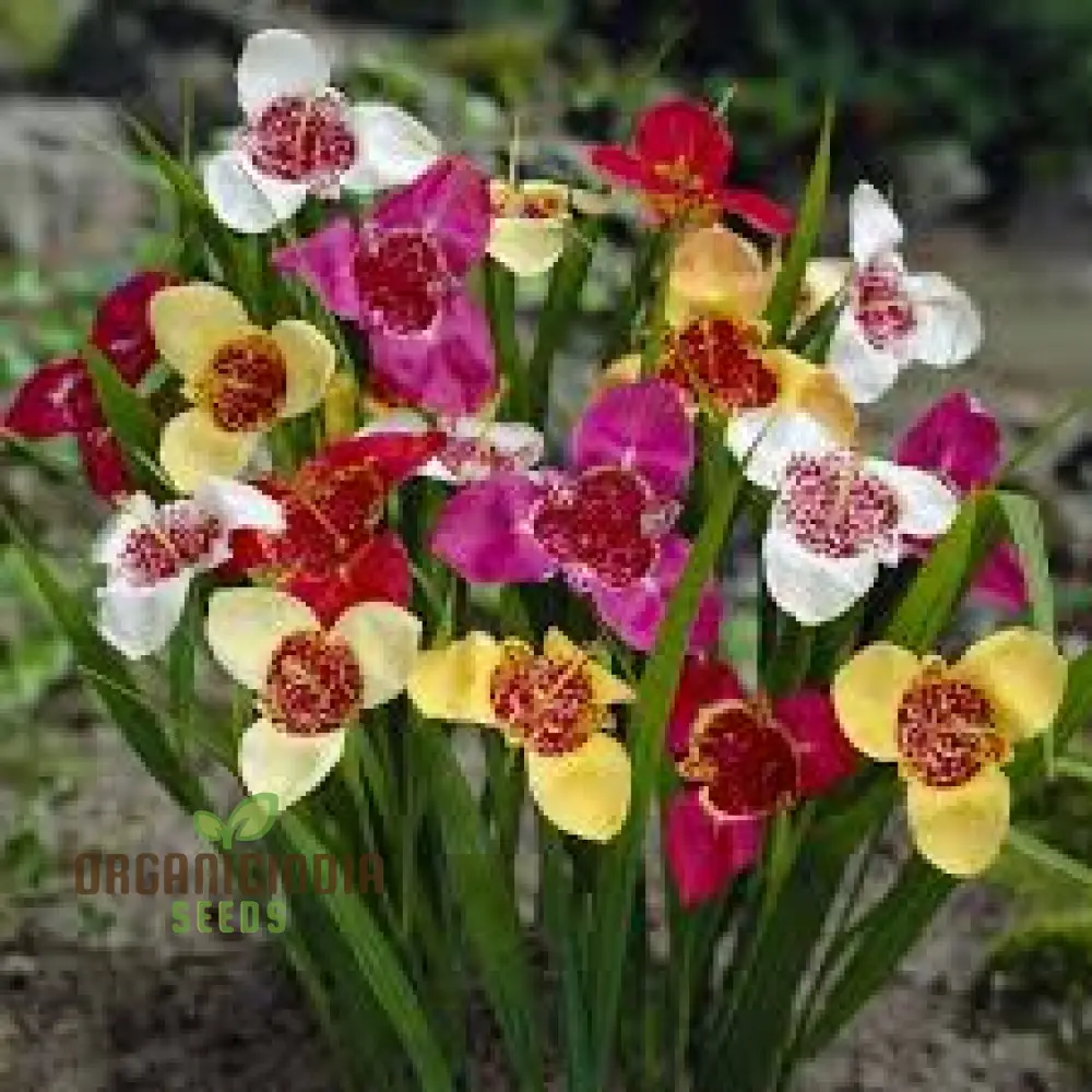 Tigridia Pavonia Mixed Colours Seeds - Exotic Gardening Seeds for Vibrant Summer Blooms - Image 3