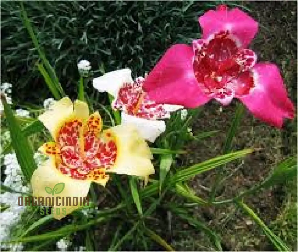 Tigridia Pavonia Mixed Colours Seeds - Exotic Gardening Seeds for Vibrant Summer Blooms - Image 4