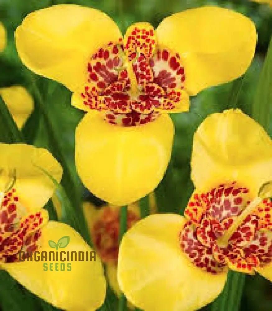 Tigridia Pavonia Yellow Flower Seeds - Exotic Garden Seeds for Summer Blooms and Gardening Enthusiasts