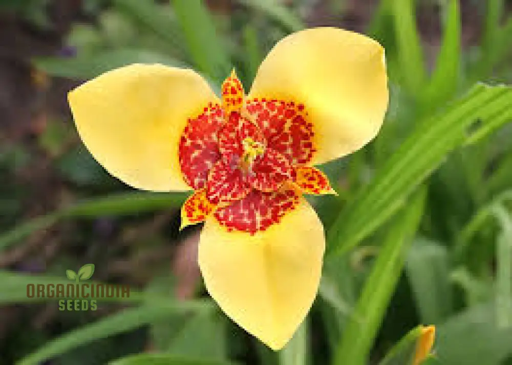 Tigridia Pavonia Yellow Flower Seeds - Exotic Garden Seeds for Summer Blooms and Gardening Enthusiasts - Image 3