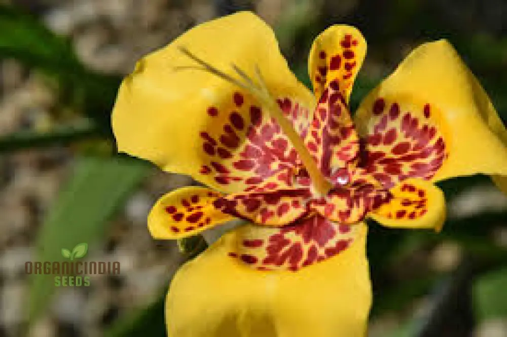 Tigridia Pavonia Yellow Flower Seeds - Exotic Garden Seeds for Summer Blooms and Gardening Enthusiasts - Image 4