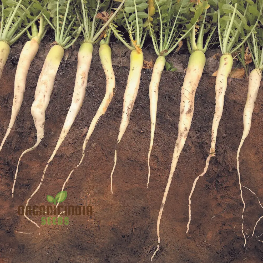 Tillage Radish Seeds - Premium Quality for Planting Success and Soil Health