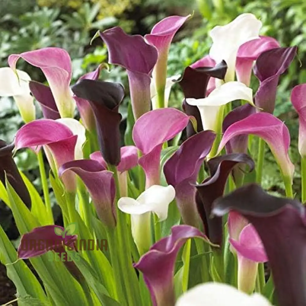 Timeless Beauty Calla Lily Bulbs for your Outdoor Haven(3 Bulbs for Planting) - Image 4