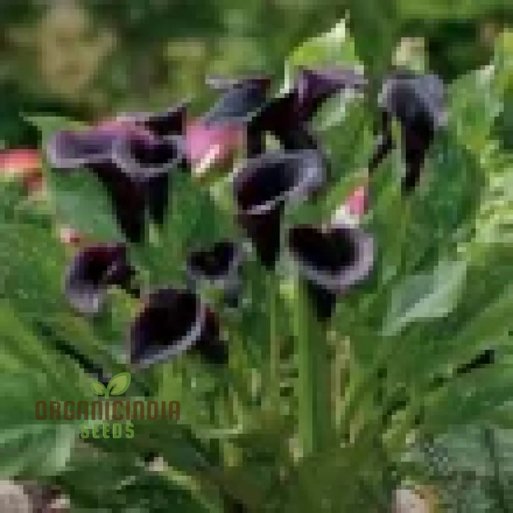 Timeless Beauty Calla Lily Bulbs for your Outdoor Haven(3 Bulbs for Planting) - Image 5