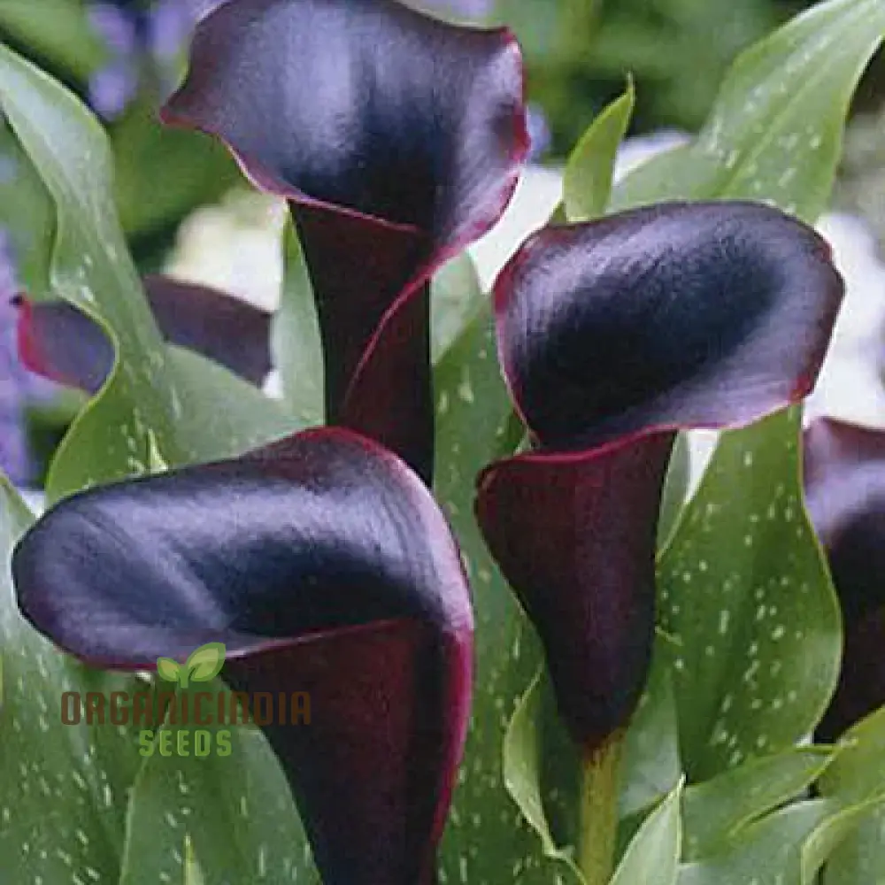 Timeless Beauty Calla Lily Bulbs for your Outdoor Haven(3 Bulbs for Planting) - Image 6