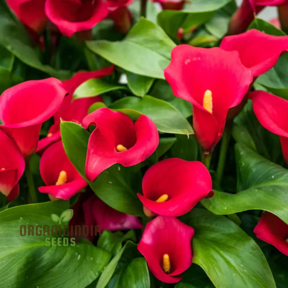 Timeless Beauty Calla Lily Bulbs for your Outdoor Haven(3 Bulbs for Planting) - Image 7
