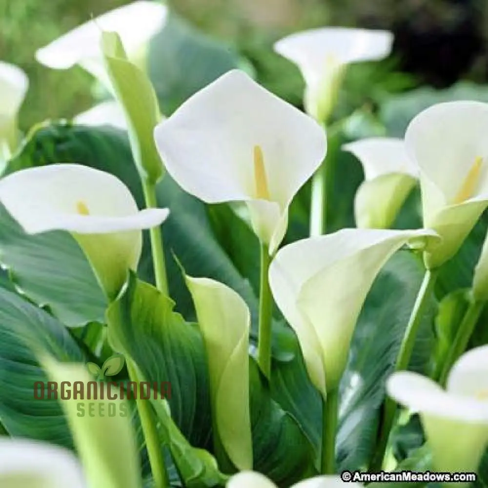 Timeless Beauty Calla Lily Bulbs for your Outdoor Haven(3 Bulbs for Planting) - Image 8