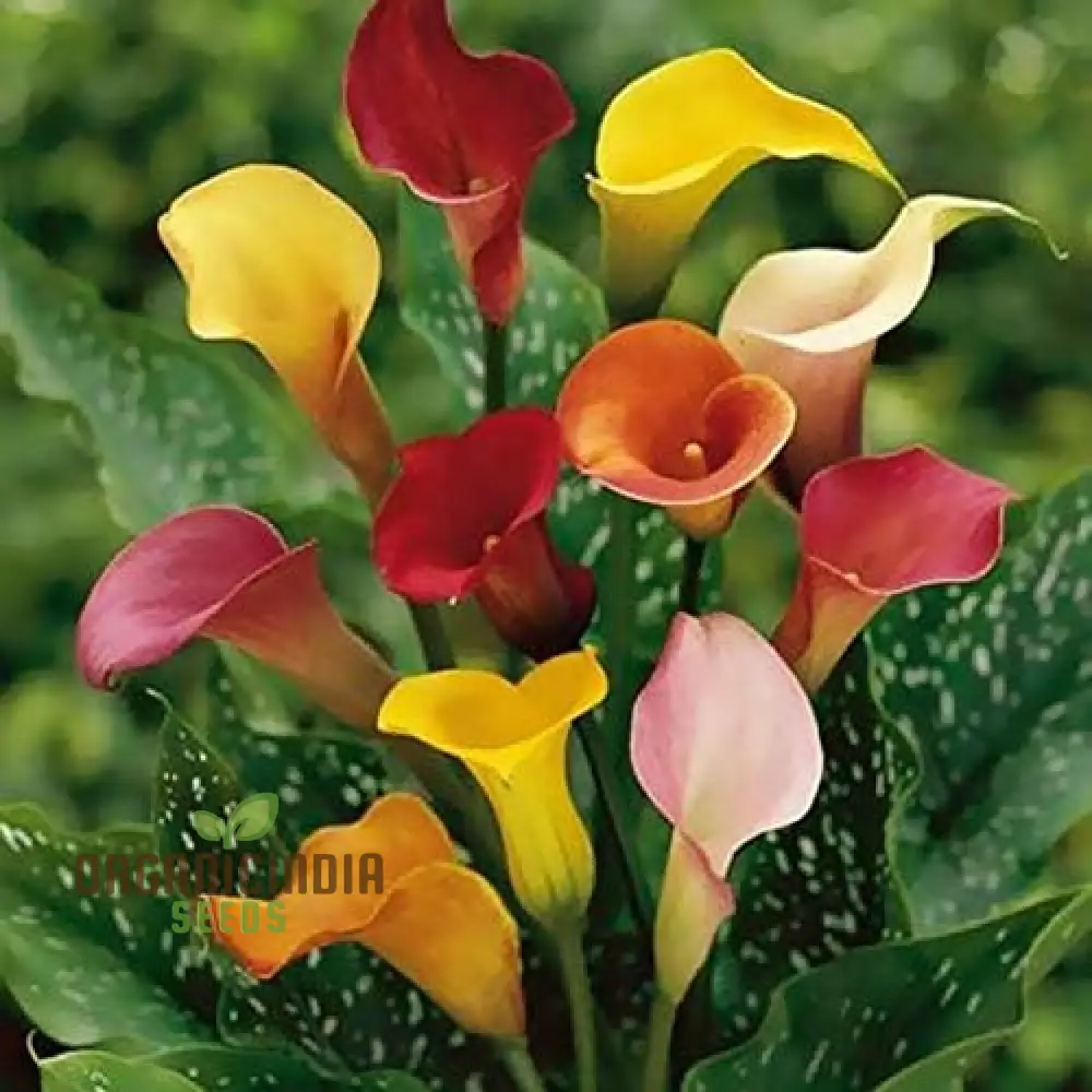 Timeless Beauty Calla Lily Bulbs for your Outdoor Haven(3 Bulbs for Planting) - Image 9