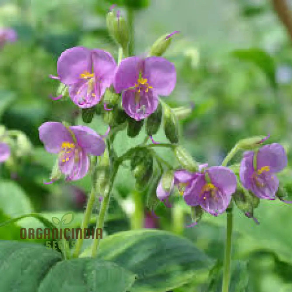 TINANTIA ERECTA Seeds for Gardening Enthusiasts - Premium Quality Seeds