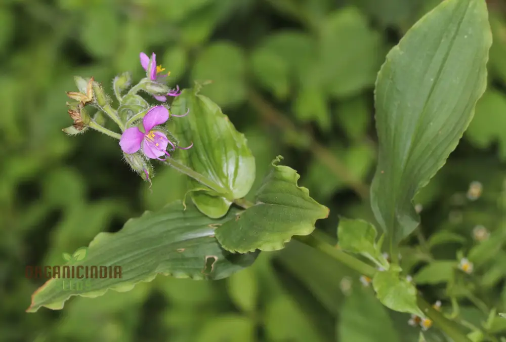 TINANTIA ERECTA Seeds for Gardening Enthusiasts - Premium Quality Seeds - Image 3