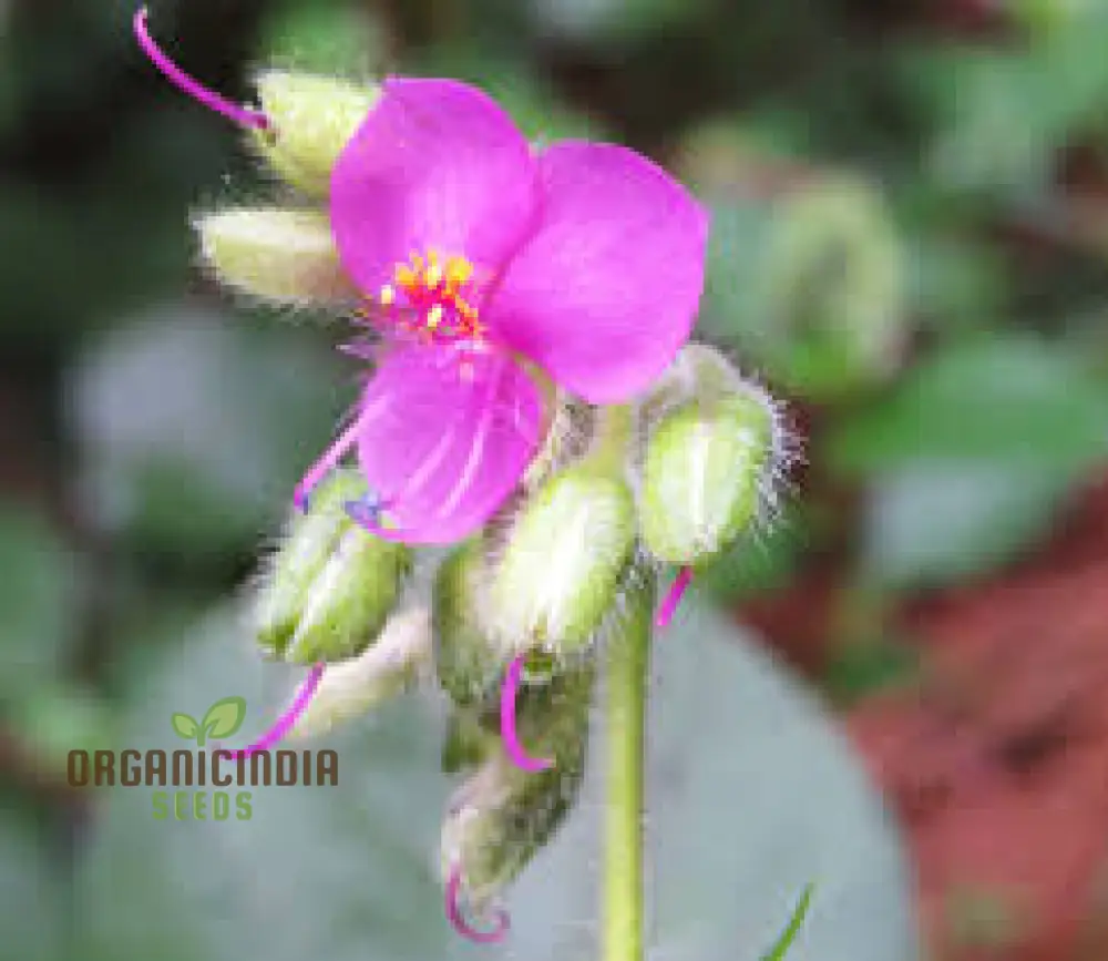 TINANTIA ERECTA Seeds for Gardening Enthusiasts - Premium Quality Seeds - Image 4