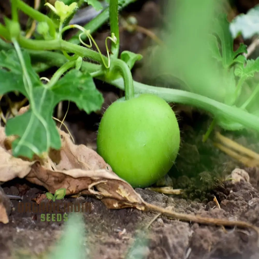 Tinda Indian Round Gourd Seeds - Grow Your Own Delicious and Nutritious Gourds