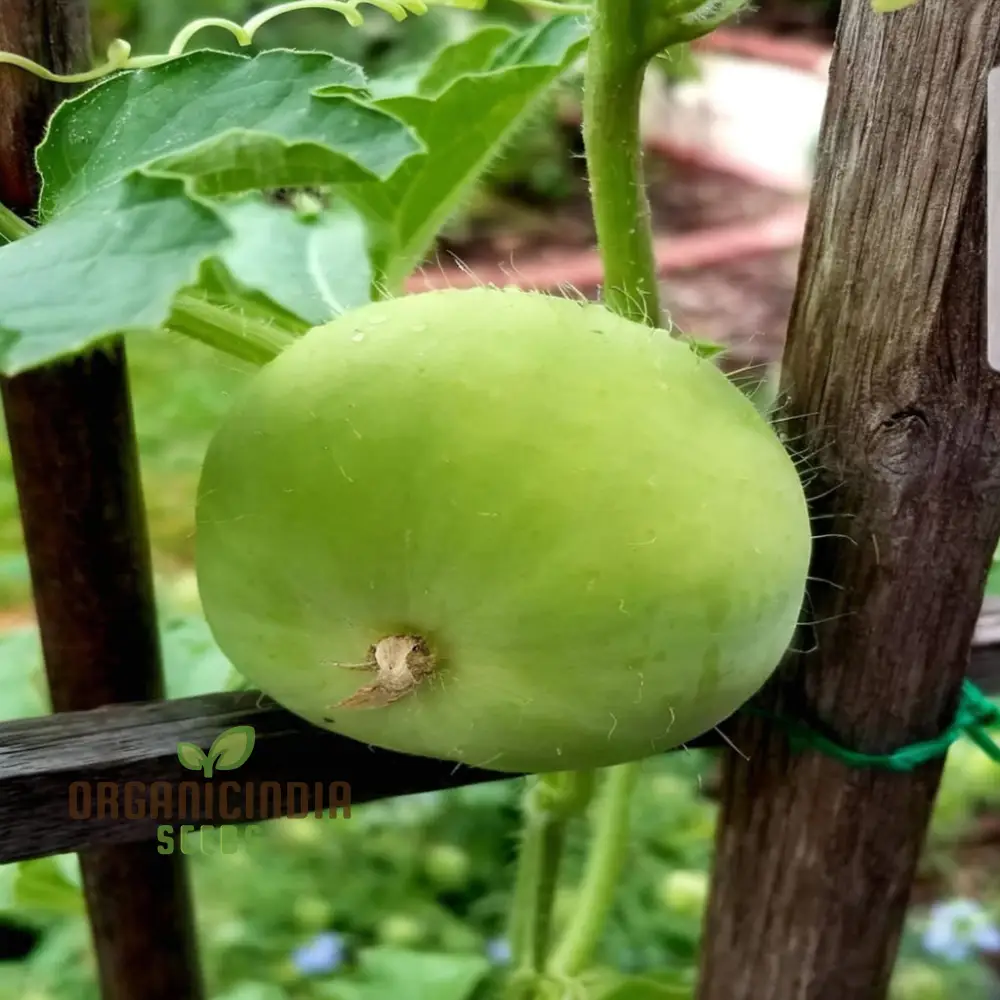Tinda Indian Round Gourd Seeds - Grow Your Own Delicious and Nutritious Gourds - Image 4