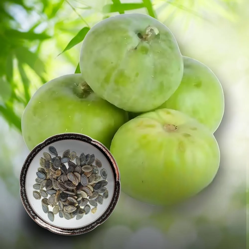 Tinda Indian Round Gourd Seeds - Grow Your Own Delicious and Nutritious Gourds - Image 5