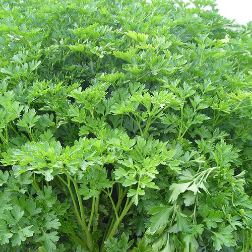 Titan Parsley Seeds – Premium Quality, Fast-Growing Heirloom Variety
