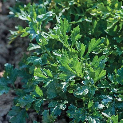 Titan Parsley Seeds – Premium Quality, Fast-Growing Heirloom Variety - Image 2