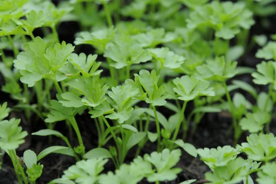 Titan Parsley Seeds – Premium Quality, Fast-Growing Heirloom Variety - Image 3