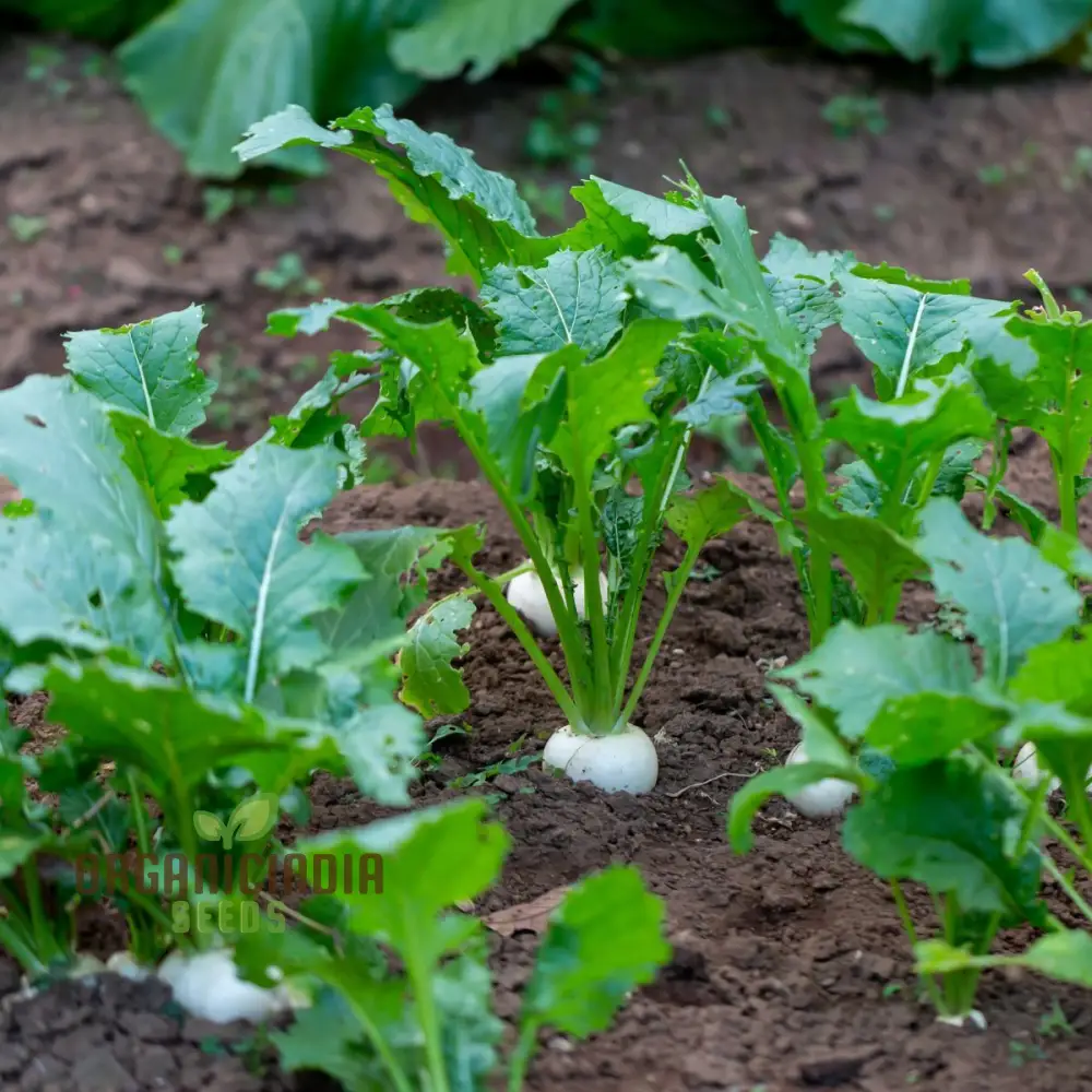 Tokyo Cross Turnip Vegetable Seeds, Premium Quality Vegetable Seeds for Crisp, Sweet Turnips Ideal for Home Garden