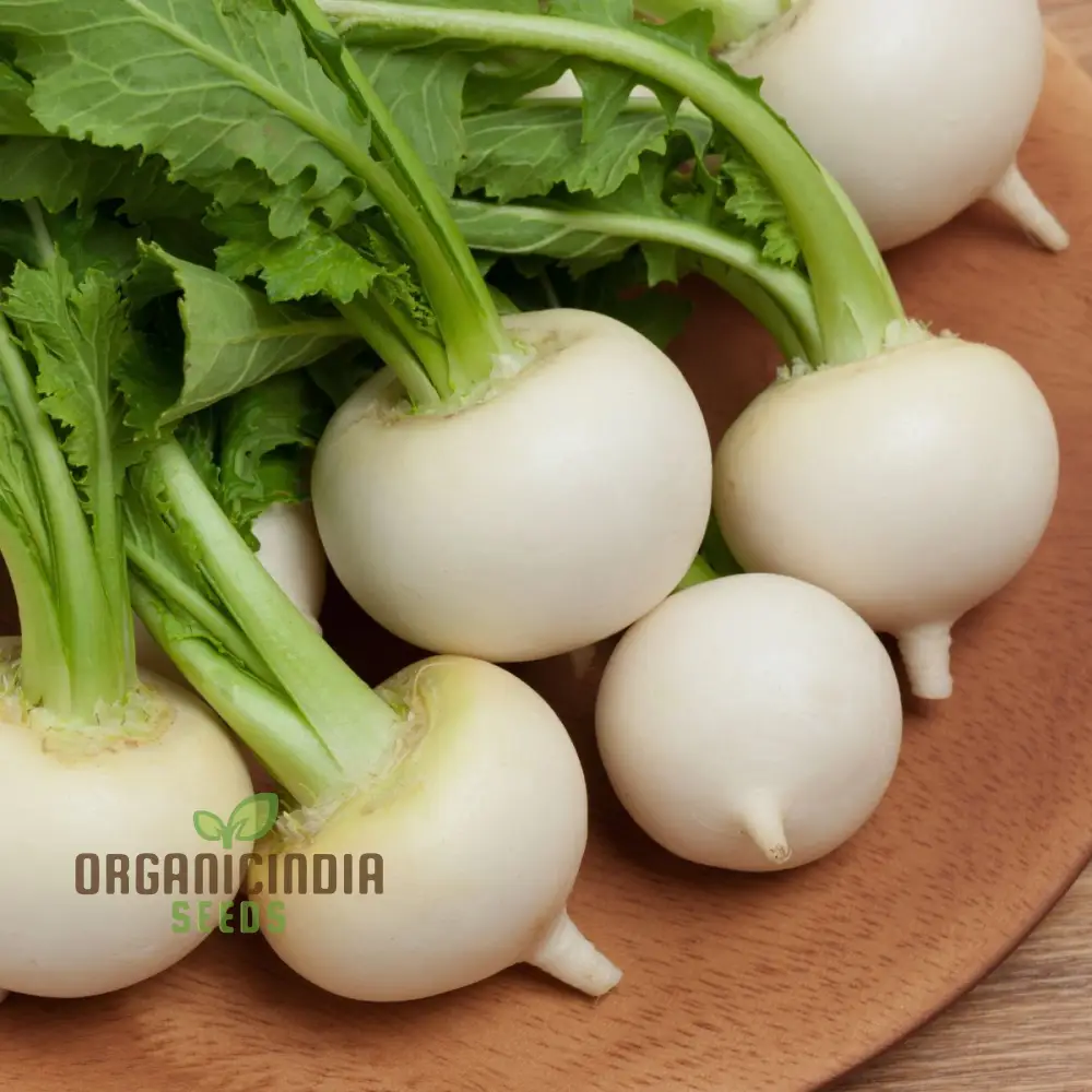 Tokyo Cross Turnip Vegetable Seeds, Premium Quality Vegetable Seeds for Crisp, Sweet Turnips Ideal for Home Garden - Image 3