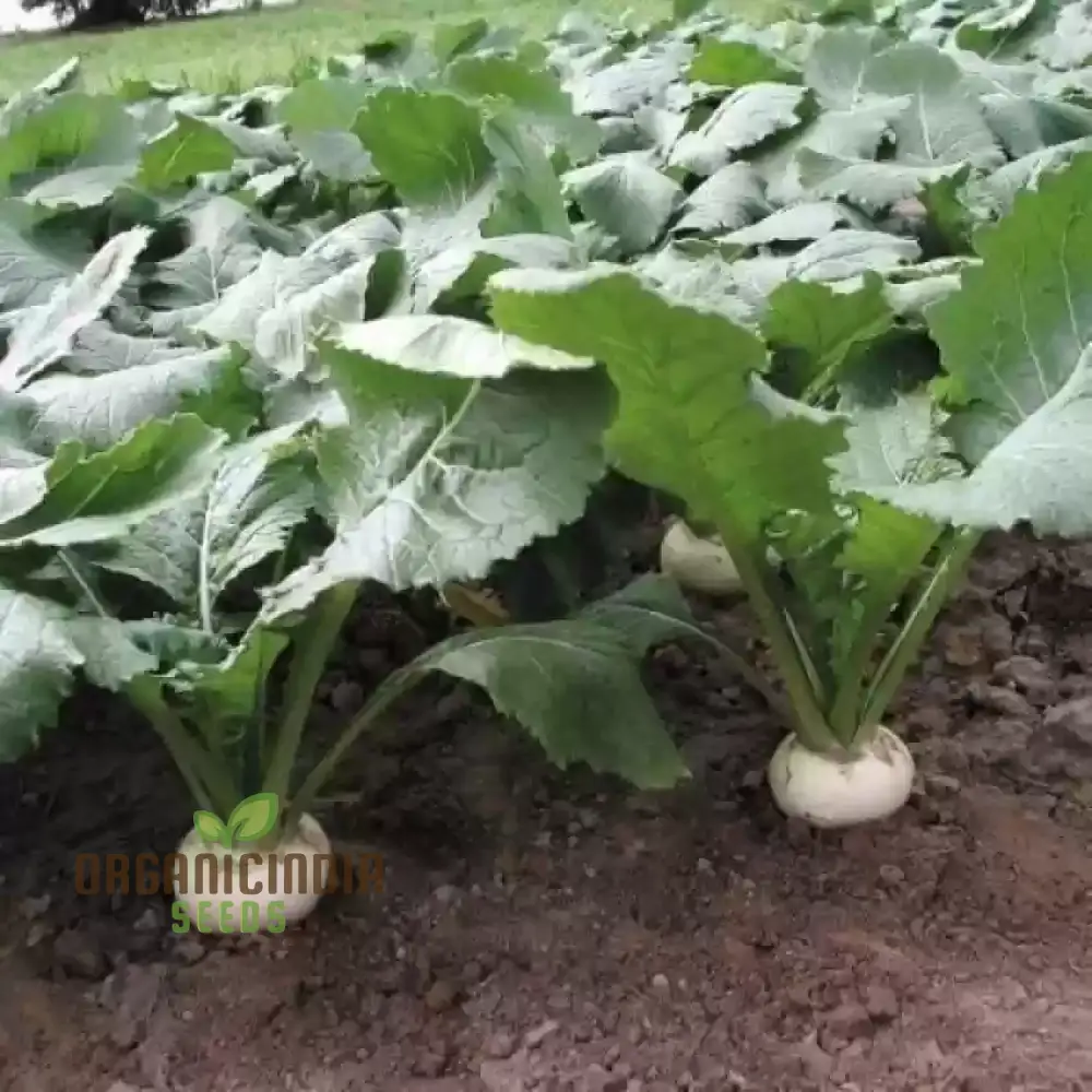 Tokyo Cross Turnip Vegetable Seeds, Premium Quality Vegetable Seeds for Crisp, Sweet Turnips Ideal for Home Garden - Image 4