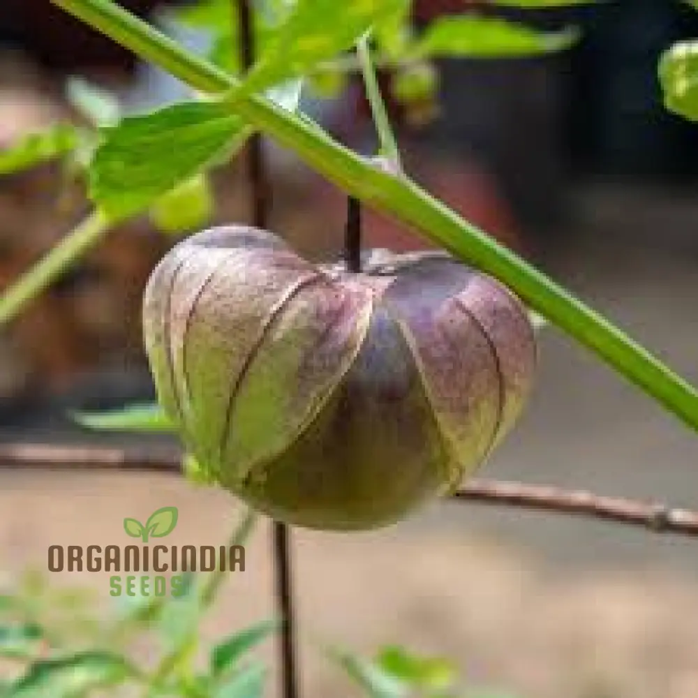 Tomatillo 'De Milpa' Seeds for Home Gardening - Heirloom Vegetable Seeds for Salsa Verde & Mexican Cuisine Seeds