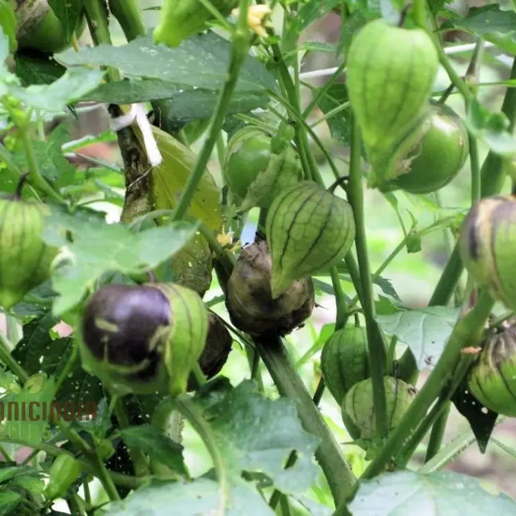 Tomatillo 'De Milpa' Seeds for Home Gardening - Heirloom Vegetable Seeds for Salsa Verde & Mexican Cuisine Seeds - Image 3