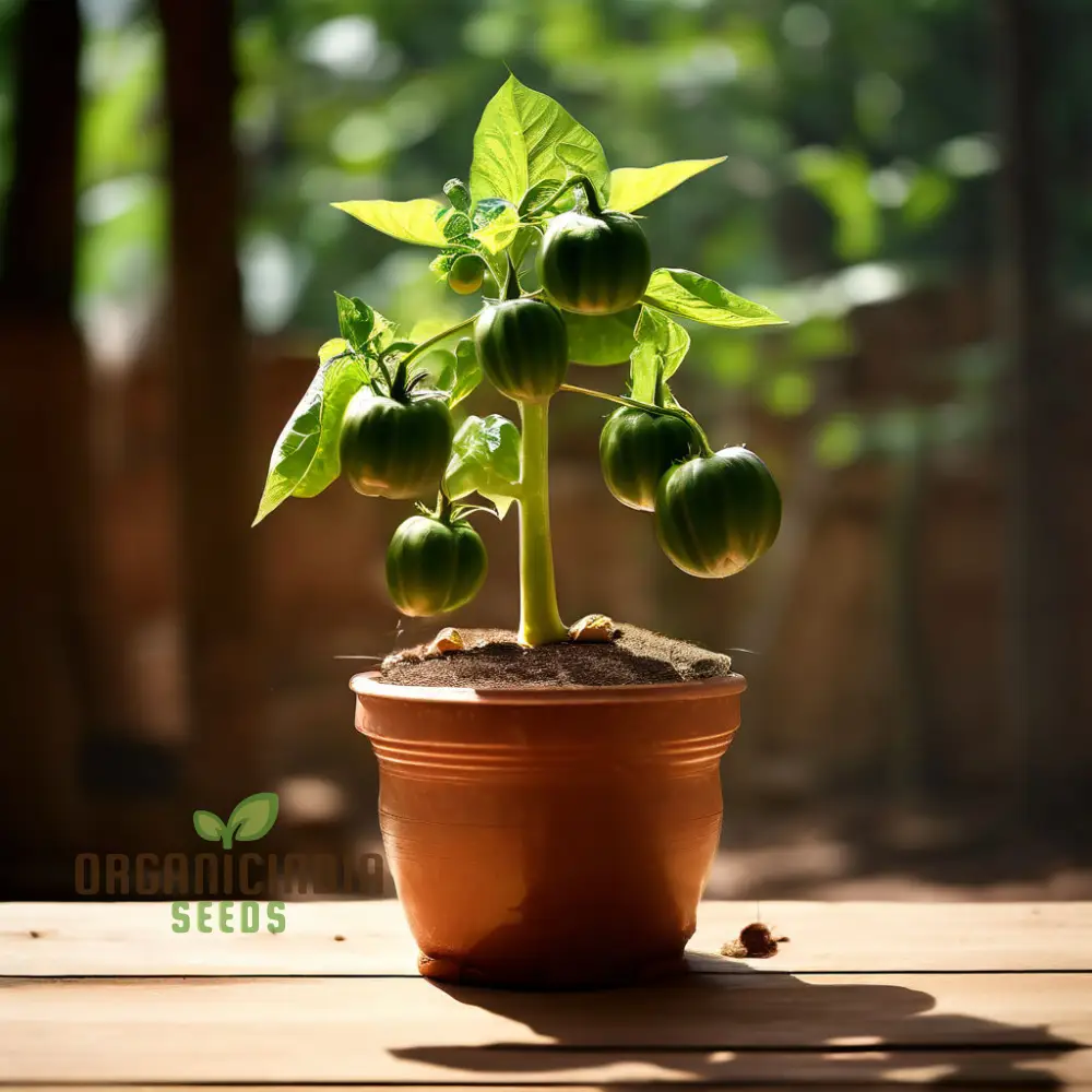 Premium Tomato Seeds, Grow Your Own Delicious Harvest with High-Quality Seeds For Planting - Image 4