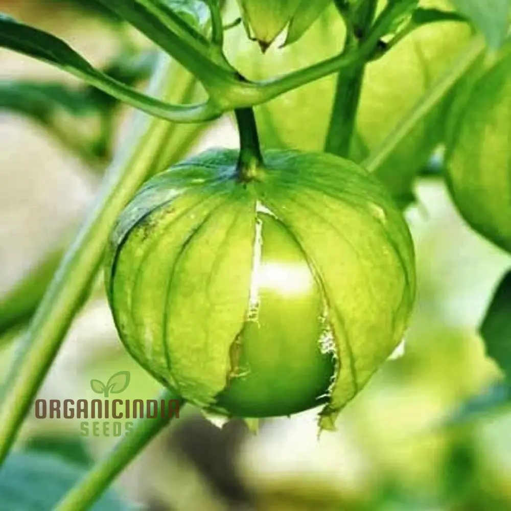 Tomatillo Verde Vegetable Seeds for a Versatile and Flavorful Addition to Your Garden - Image 3