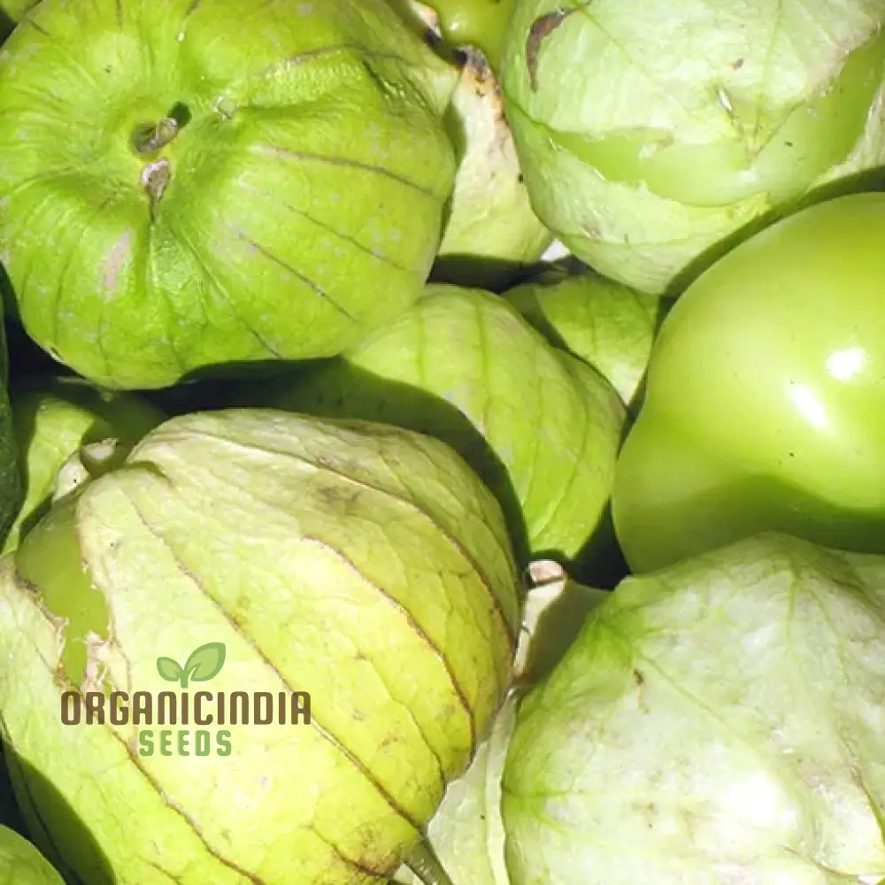 Tomatillo Verde Vegetable Seeds for a Versatile and Flavorful Addition to Your Garden - Image 4