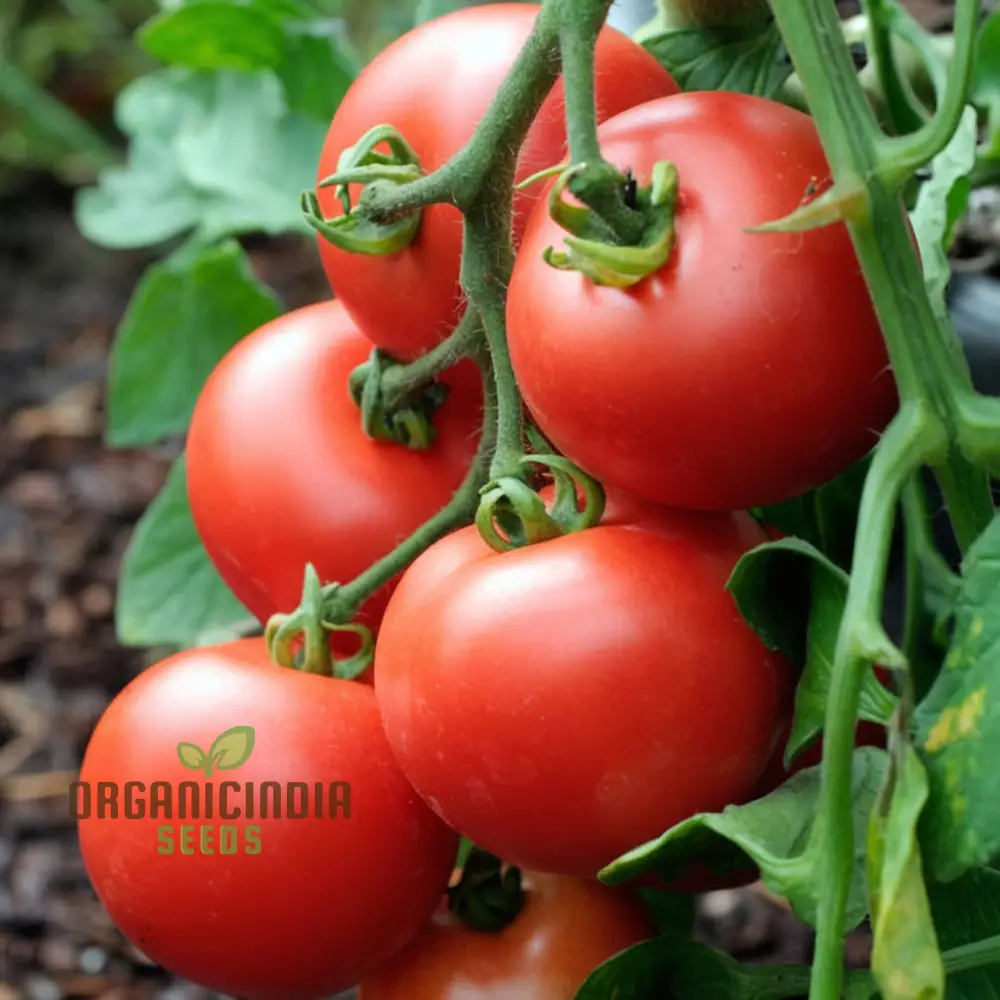 Tomato Alicante Seeds - Grow Classic and Flavorful Alicante Tomatoes in Your Garden