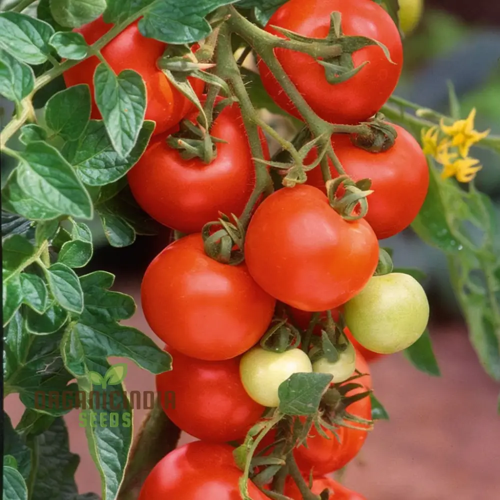 Tomato Alicante Seeds - Grow Classic and Flavorful Alicante Tomatoes in Your Garden - Image 3