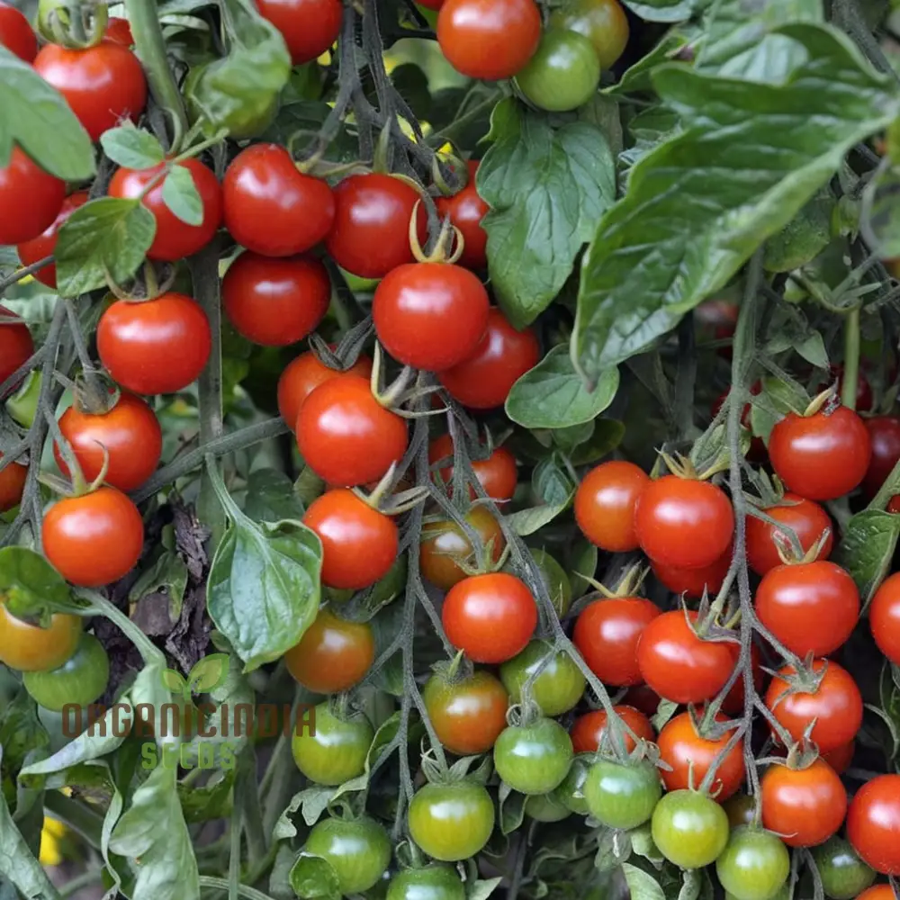 Tomato Alicante Seeds - Grow Classic and Flavorful Alicante Tomatoes in Your Garden - Image 4