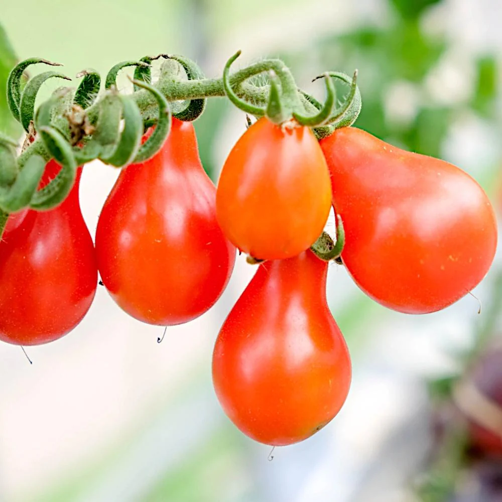 TOMATO AUSTIN'S RED PEAR Seeds - Premium Seeds for Gardening