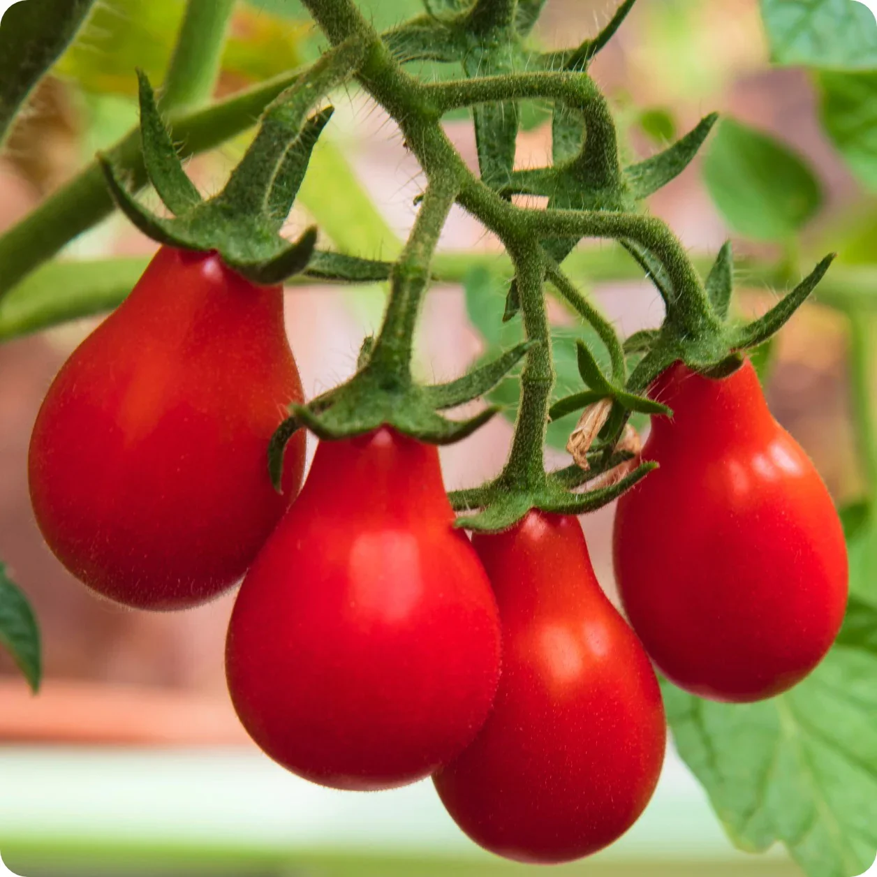 TOMATO AUSTIN'S RED PEAR Seeds - Premium Seeds for Gardening - Image 3
