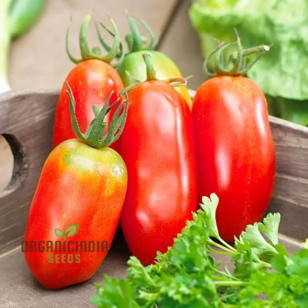 Tomato Bellandine with Premium Vegetable Seeds for a Flavorful and Abundant Harvest in Your Garden