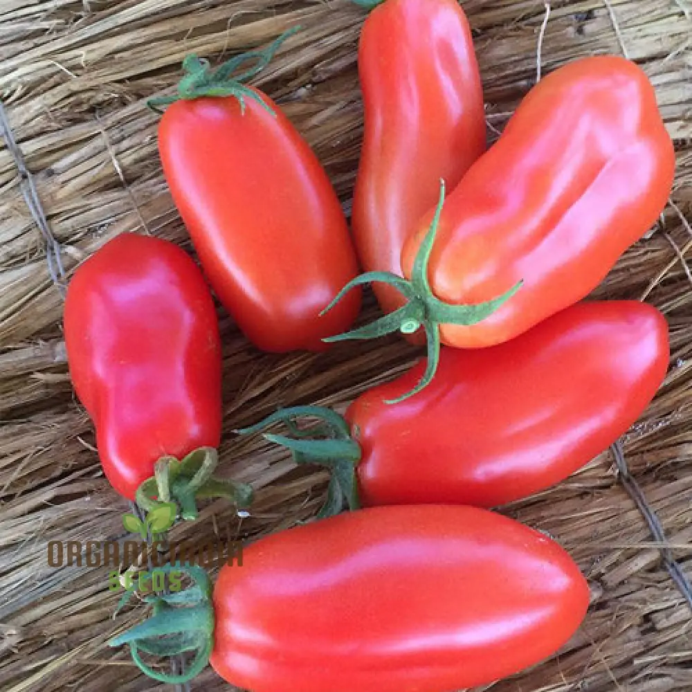 Tomato Bellandine with Premium Vegetable Seeds for a Flavorful and Abundant Harvest in Your Garden - Image 3