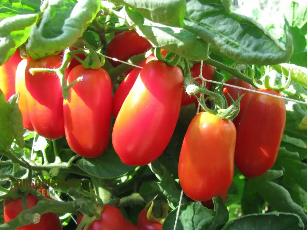 Tomato Bellandine with Premium Vegetable Seeds for a Flavorful and Abundant Harvest in Your Garden - Image 4