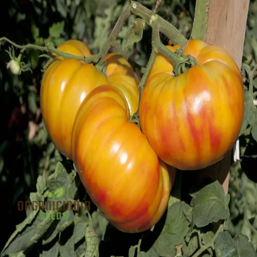 Tomato Buffalosun Vegetable Seeds, High Yield Heirloom Variety Perfect for Juicy Slicing and Salads