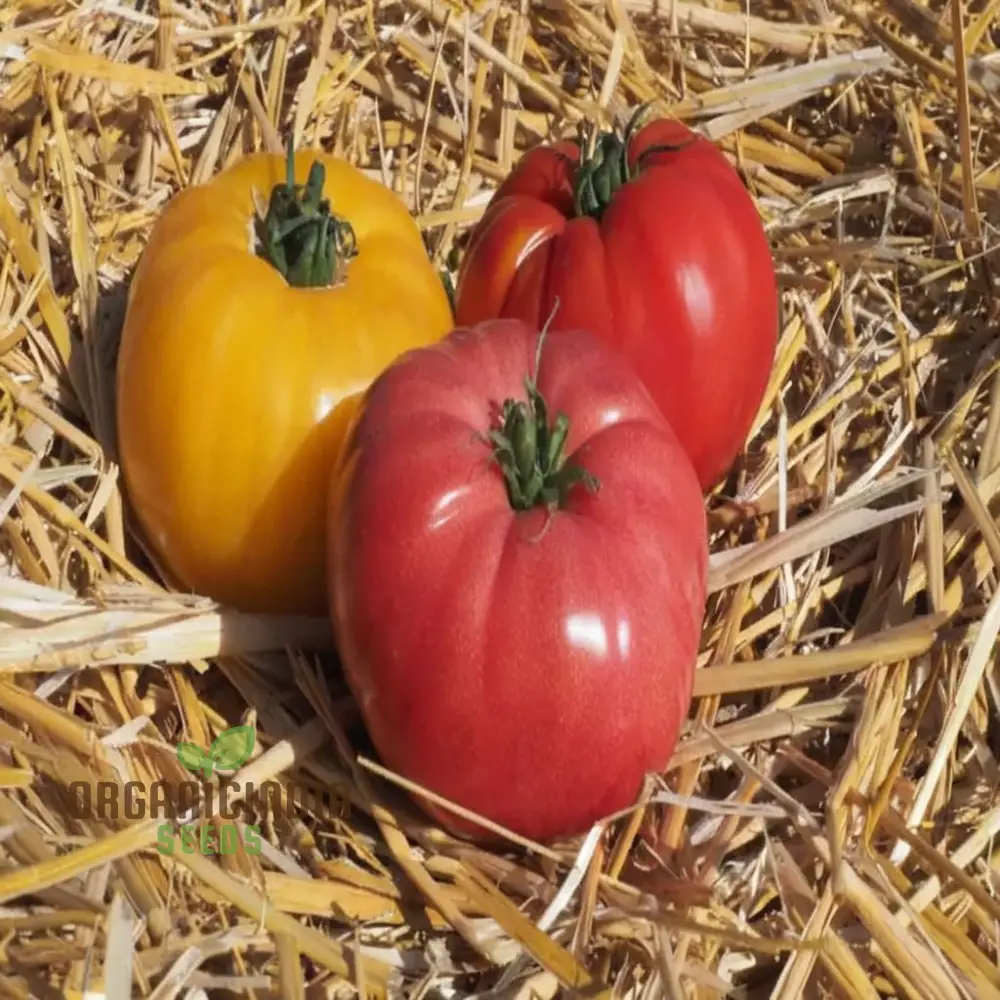 Tomato Buffalosun Vegetable Seeds, High Yield Heirloom Variety Perfect for Juicy Slicing and Salads - Image 3