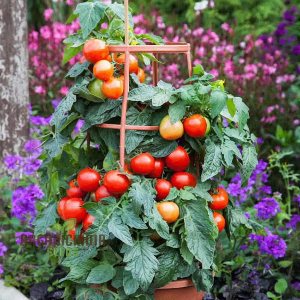 Tomato Buffalosun Vegetable Seeds, High Yield Heirloom Variety Perfect for Juicy Slicing and Salads - Image 4