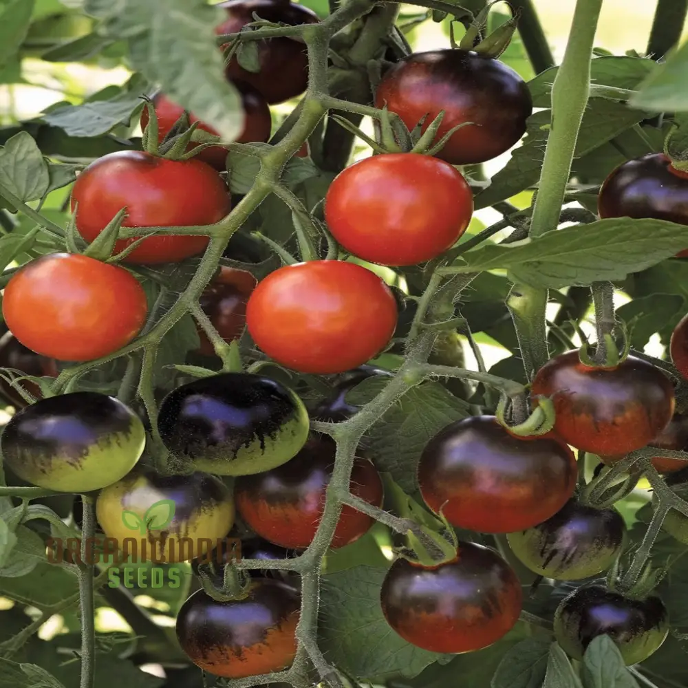 Tomato Black Moon Vegetable Seeds, Premium Grow Your Own Delicious Garden Tomato Seeds - Image 4