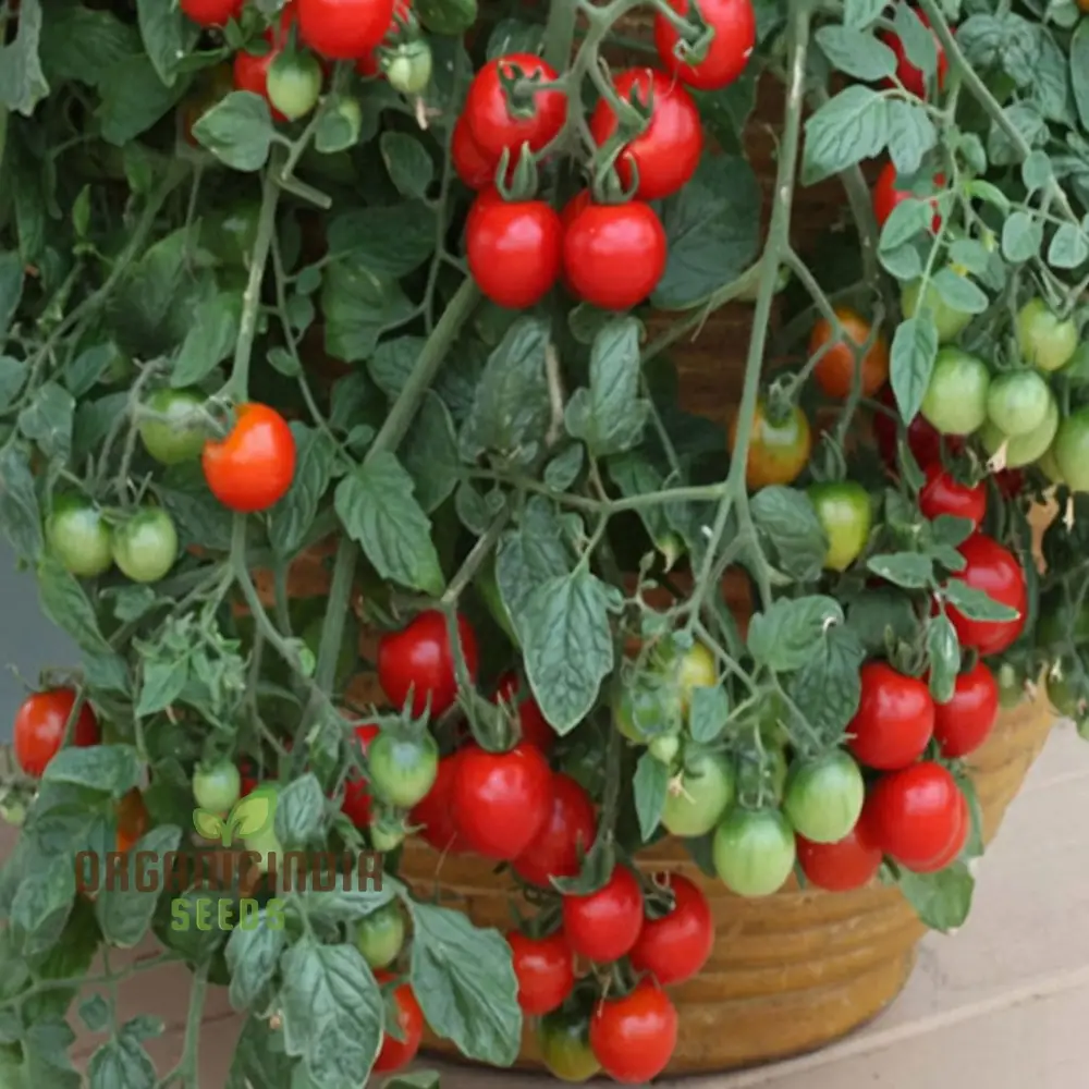 Tomato Cherry Falls Seeds, Compact Growth Abundant Yield Perfect for Hanging Baskets - Image 3