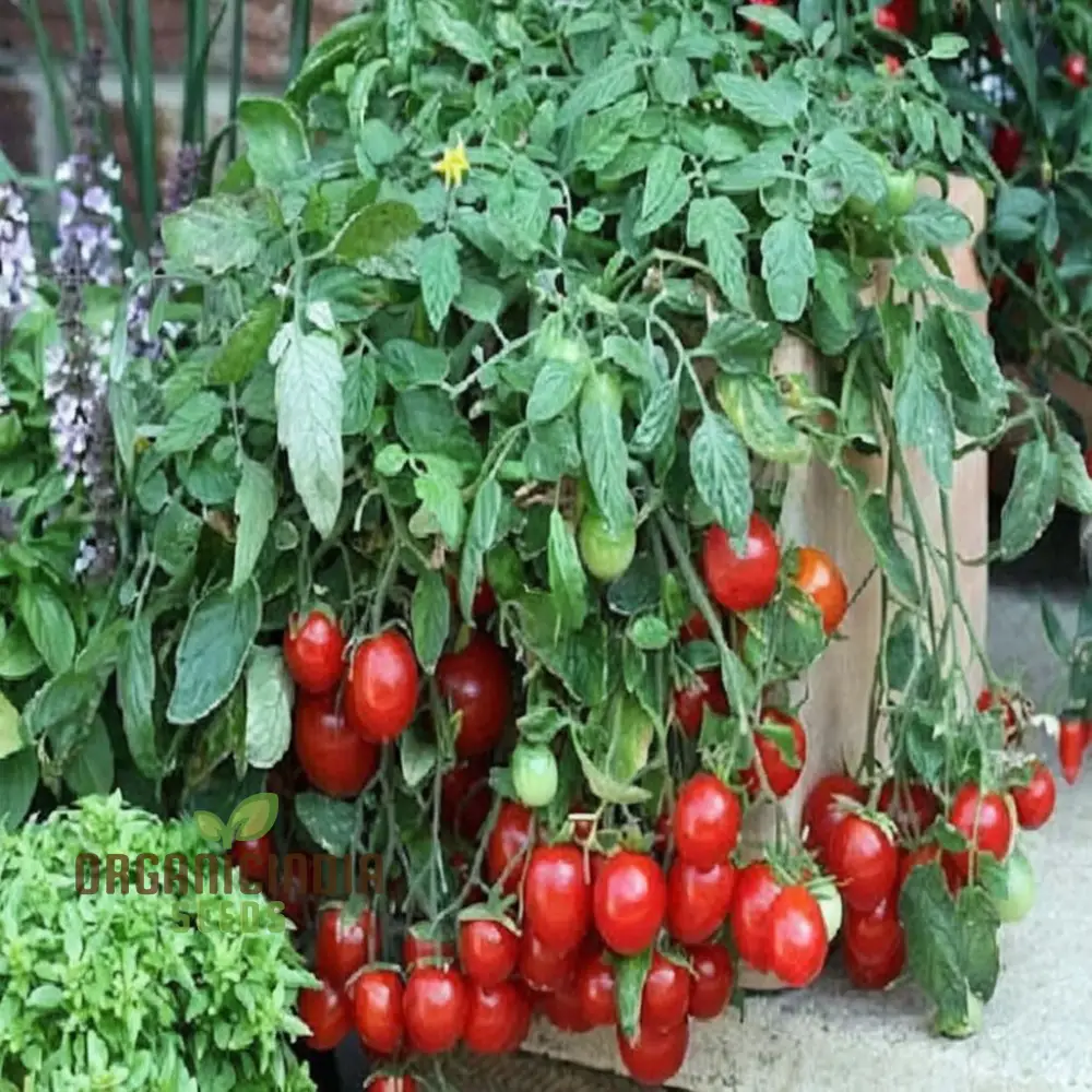 Tomato Cherry Falls Seeds, Compact Growth Abundant Yield Perfect for Hanging Baskets - Image 4