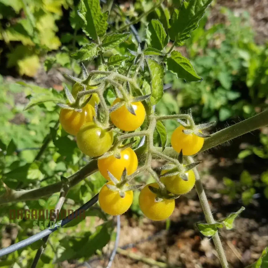 TOMATO COYOTE Seeds for Your Garden | Buy Gardening Seeds Online