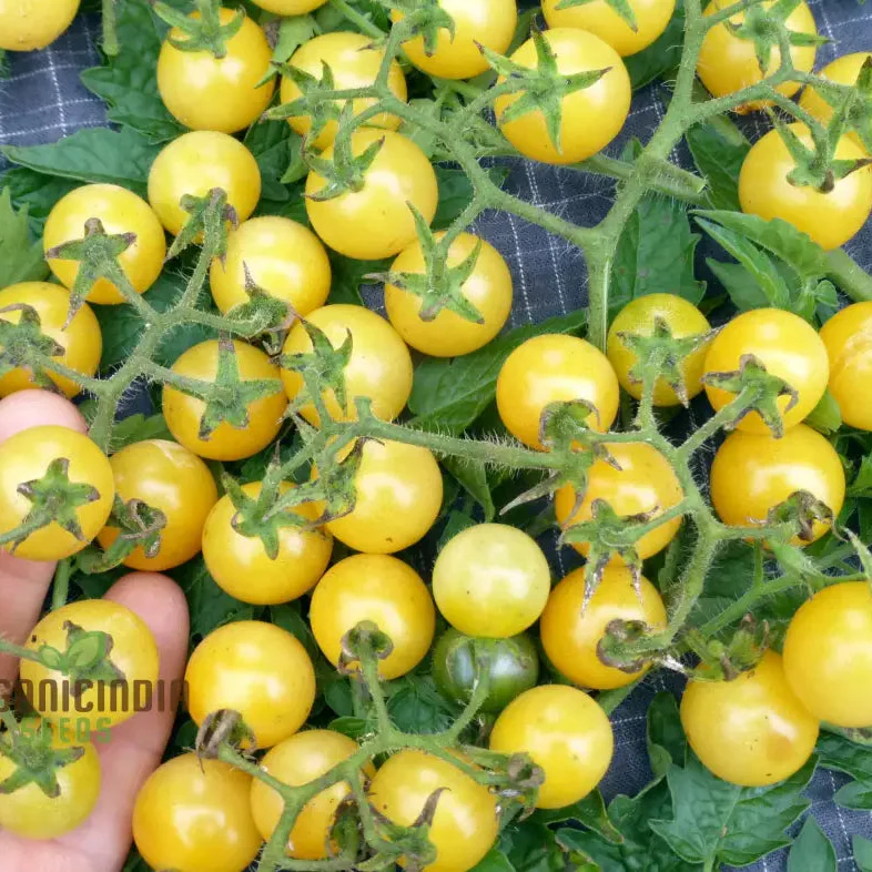 TOMATO COYOTE Seeds for Your Garden | Buy Gardening Seeds Online - Image 3