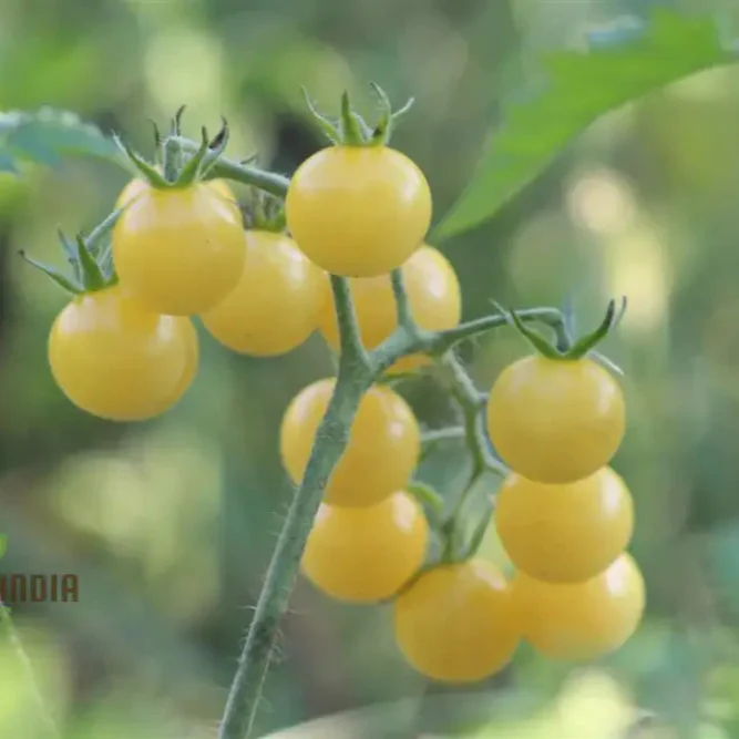 TOMATO COYOTE Seeds for Your Garden | Buy Gardening Seeds Online - Image 4