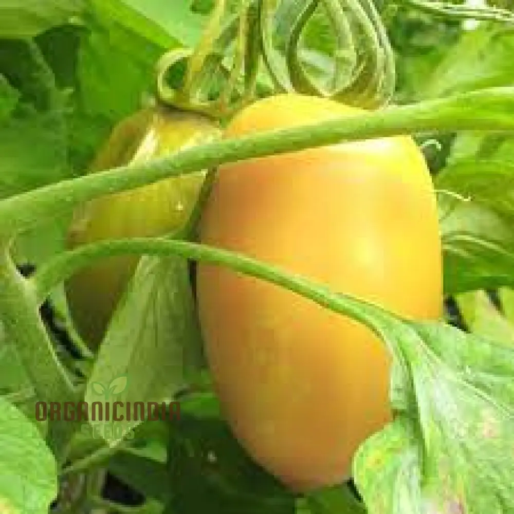 Tomato Cream Sausage Seeds for Gardening - Long-Lasting and High-Yield Garden Seeds