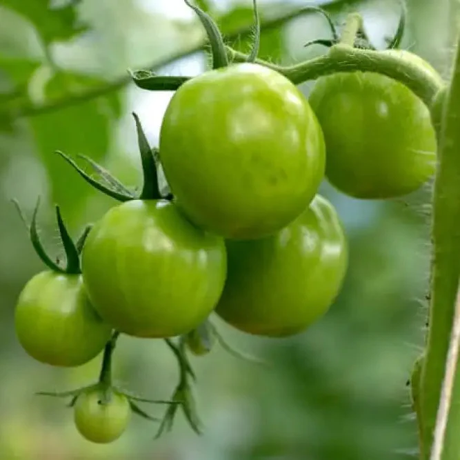 TOMATO DWARF BERYL BEAUTY Seeds for Your Garden | Buy Gardening Seeds Online