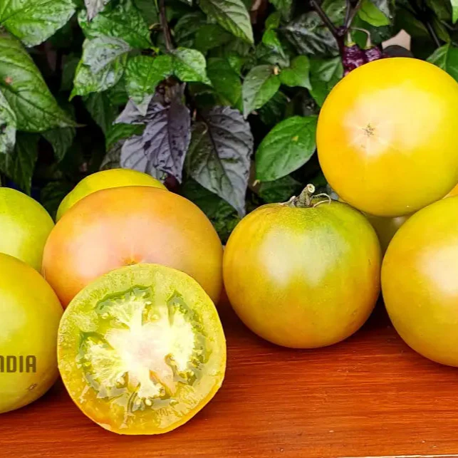 TOMATO DWARF BERYL BEAUTY Seeds for Your Garden | Buy Gardening Seeds Online - Image 3
