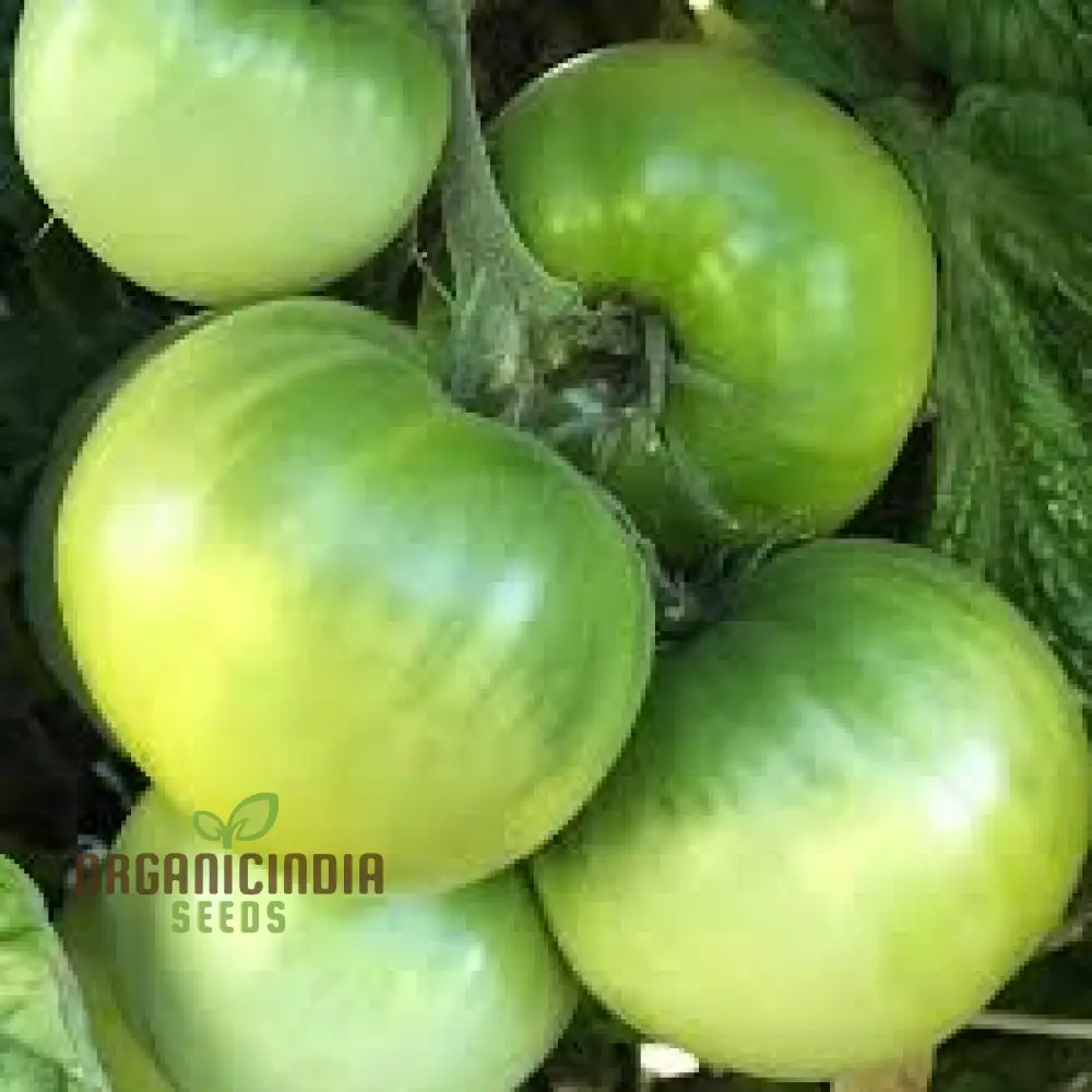 TOMATO DWARF BERYL BEAUTY Seeds for Your Garden | Buy Gardening Seeds Online - Image 4